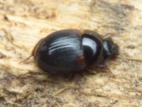 Anisotoma humeralis