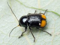Cryptocephalus (Cryptocephalus) biguttatus