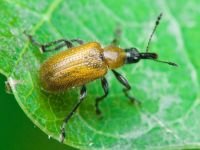 Lasiorhynchites (Stenorhynchites) coeruleocephalus