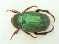 Hoplia