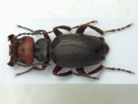 Trichomeloe sericellus