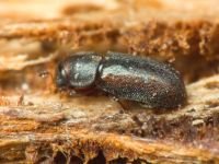 Orthocis lucasi