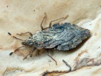 Aradus betulae