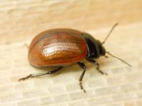 Chrysolina reitteri