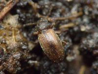 Corticaria impressa