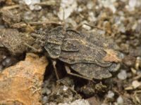 Aradus distinctus