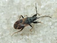 Taphropeltus contractus