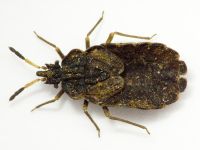 Aradus distinctus