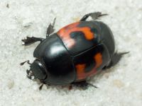 Hister quadrimaculatus