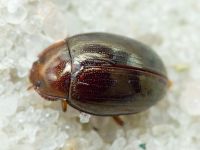 Scaphidema metallicum