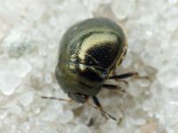 Coptosoma scutellatum