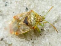 Elasmucha grisea