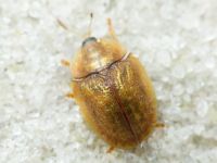 Hypocassida cornea