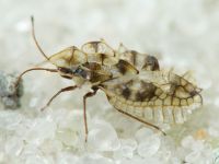 Galeatus sinuatus