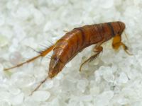 Hystrichopsylla talpae