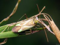 Adelphocoris lineolatus