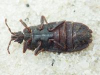 Mezira tremulae