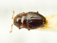 Plegaderus dissectus