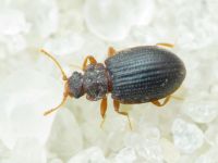 Latridius brevicollis