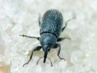 Gymnetron melanarium