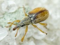 Malvapion malvae