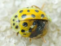 Psyllobora (Thea) vigintiduopunctata