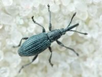 Ceratapion (Echinostroma) penetrans