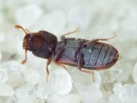 Bitoma crenata