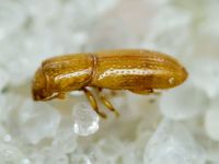 Anommatus