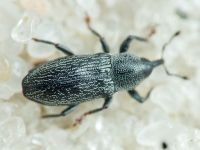 Limnobaris dolorosa