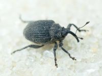 Ceutorhynchus puncticollis
