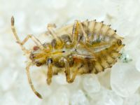 Tingidae