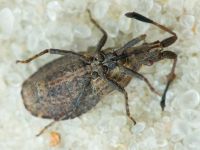 Spathocera laticornis