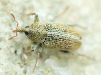 Tychius