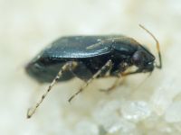 Chlamydatus pullus