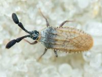 Copium teucrii