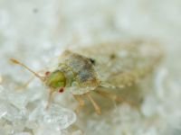 Parapiesma quadratum
