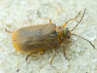 Galerucinae