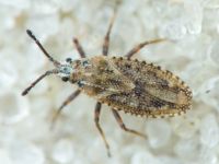 Tingis (Tropidocheila) maculata