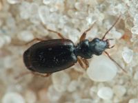 Carabidae