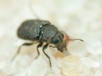Rhaphitropis marchica