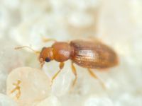 Corticarina truncatella