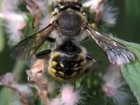 Anthidium manicatum