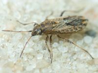 Ortholomus punctipennis