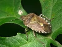 Dolycoris baccarum