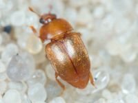 Nitidulidae