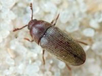 Throscidae