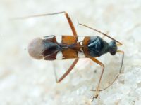 Systellonotus triguttatus