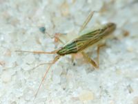 Miridae