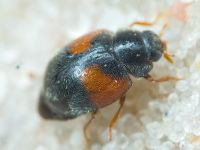 Scymnus interruptus